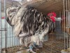 1 X CHICKEN DANIE ROHLANDT