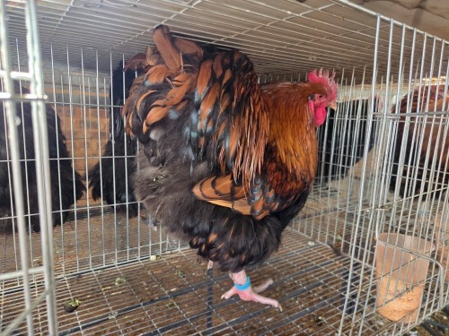 1 X CHICKEN DANIE ROHLANDT