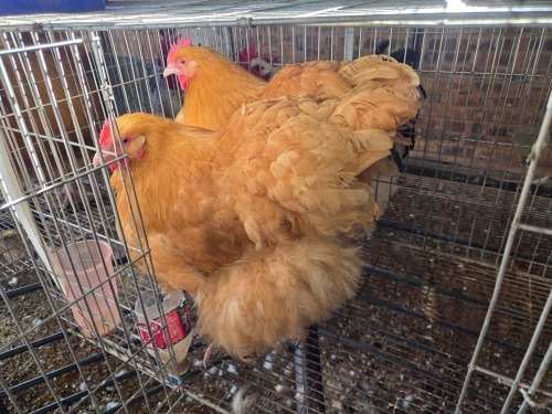 2 X CHICKEN (Pay per chicken) DANIE ROHLANDT