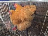 2 X CHICKEN (Pay per chicken) DANIE ROHLANDT