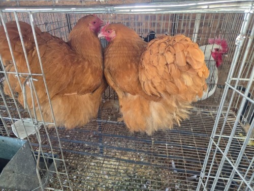 2 X CHICKEN (Pay per chicken) DANIE ROHLANDT