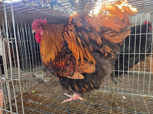 1 X CHICKEN DANIE ROHLANDT
