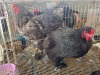 3 X CHICKEN (Pay per chicken) PW VAN HEERDEN