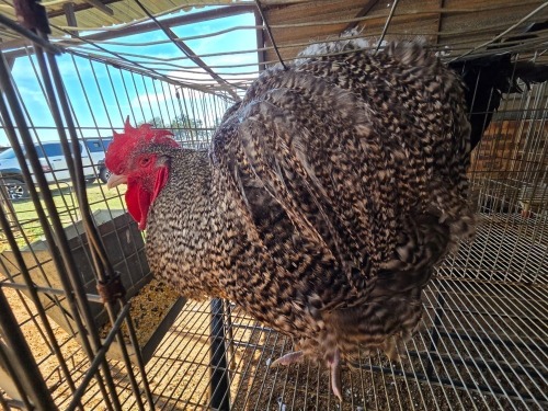 1 X CHICKEN DANIE ROHLANDT