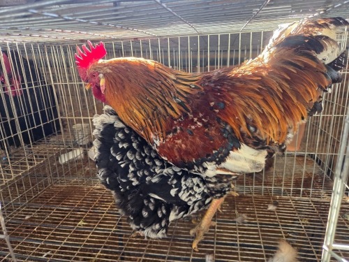2 X CHICKEN (Pay per chicken) CDP AUCTIONEERS