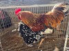 2 X CHICKEN (Pay per chicken) CDP AUCTIONEERS