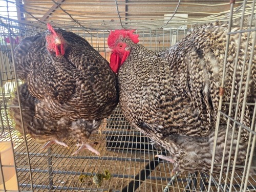 2 X CHICKEN (Pay per chicken) DANIE ROHLANDT