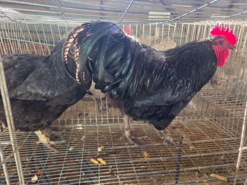 2 X CHICKEN (Pay per chicken) MARIJNA TE DAM
