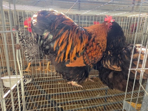 2 X CHICKEN (Pay per chicken) MARIJNA TE DAM