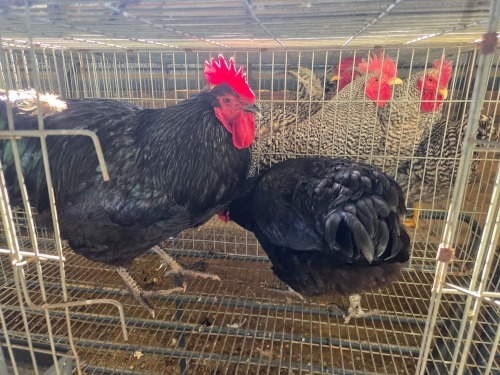 2 X CHICKEN (Pay per chicken) MARIJNA TE DAM