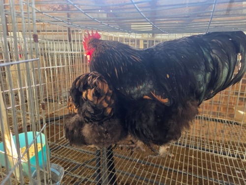 2 X CHICKEN (Pay per chicken) MARIJNA TE DAM