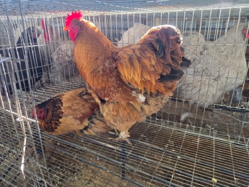 2 X CHICKEN (Pay per chicken) MARIJNA TE DAM