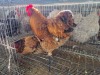 2 X CHICKEN (Pay per chicken) MARIJNA TE DAM