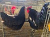 2 X CHICKEN (Pay per chicken) MARIJNA TE DAM