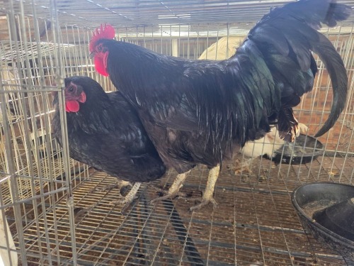 2 X CHICKEN (Pay per chicken) MARIJNA TE DAM