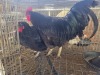 2 X CHICKEN (Pay per chicken) MARIJNA TE DAM