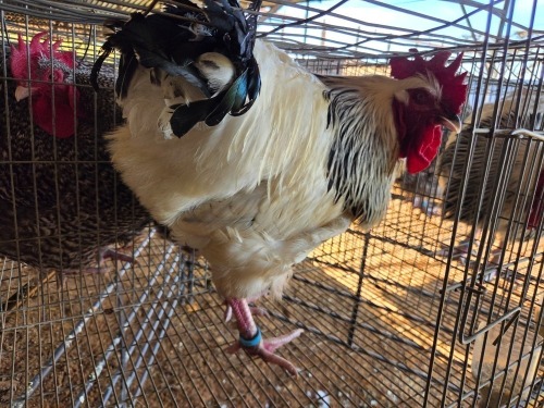 1 X CHICKEN M DANIE ROHLANDT