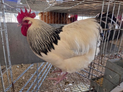 1 X CHICKEN M DANIE ROHLANDT