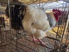 1 X CHICKEN M DANIE ROHLANDT