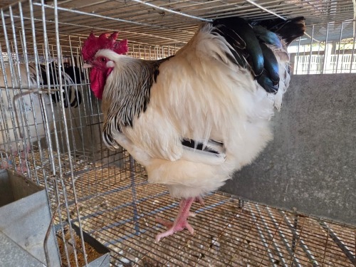 1 X CHICKEN M DANIE ROHLANDT