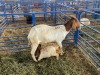 LOT 28 1X OOI met lammers/EWE with lamb BOERBOK Rhenosterhoek, Kobus van der Walt - 082926 0929 - 2