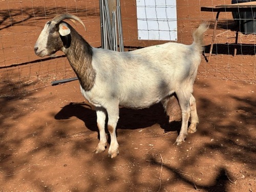 1 X Melkbok X Boerbok OOI