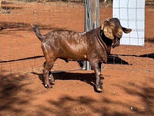 1 X Kalahari Red RAM