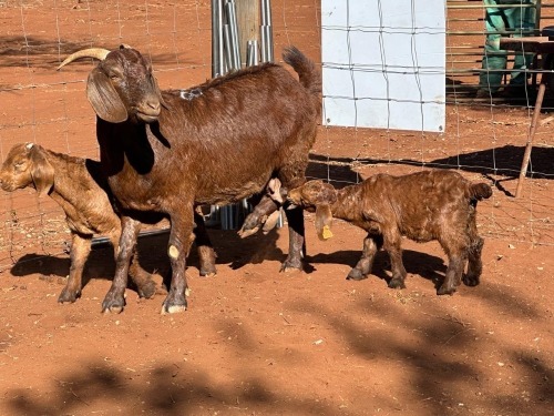 1+1 X Kalahari Red OOI