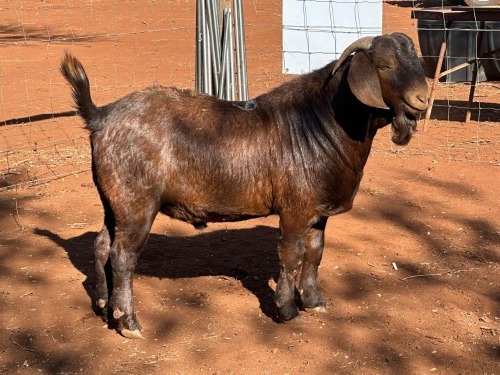 1 X Kalahari Red RAM