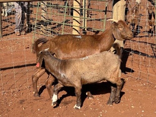 1+1 X Kalahari Red OOI