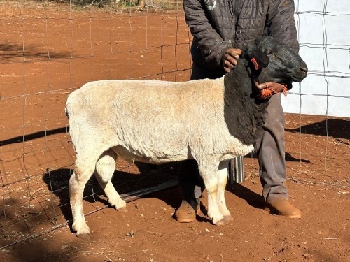 1x DORPER RAM