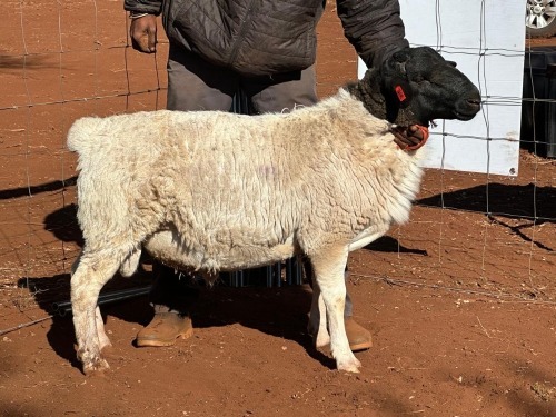 1x DORPER RAM