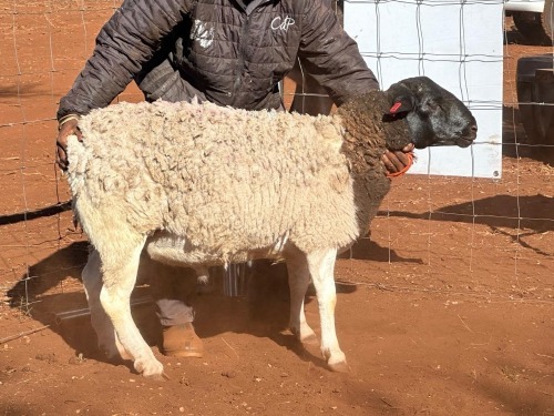 1x DORPER RAM