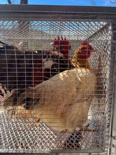 8 X Werf Hoenders HAAN & HEN (Per animal to take the lot)