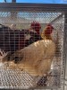 8 X Werf Hoenders HAAN & HEN (Per animal to take the lot)
