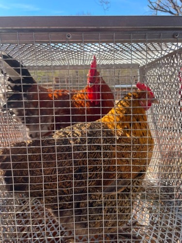 2 X Werf Hoenders HEN (Per animal to take the lot)