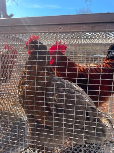 2 X Werf Hoenders HEN (Per animal to take the lot)