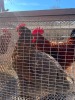 2 X Werf Hoenders HEN (Per animal to take the lot)