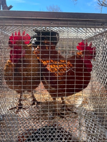 2 X Werf Hoenders HEN (Per animal to take the lot)