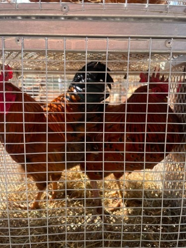 2 X Werf Hoenders HEN (Per animal to take the lot)