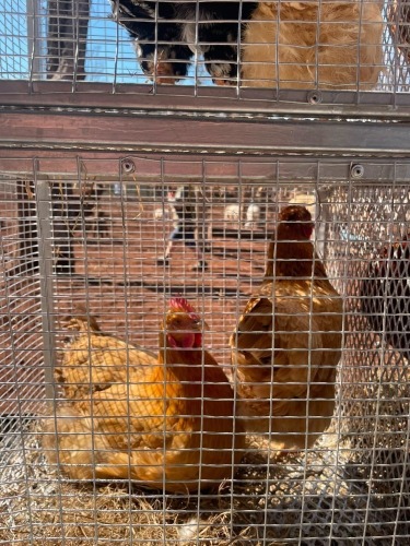2 X Werf Hoenders HEN (Per animal to take the lot)