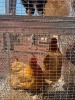 2 X Werf Hoenders HEN (Per animal to take the lot)