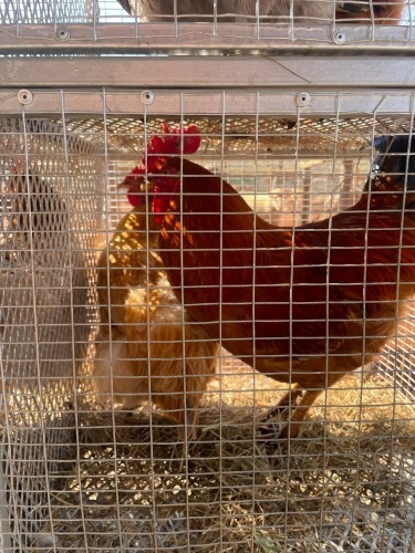 2 X Werf Hoenders HEN (Per animal to take the lot)