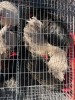 2 X Grys Orpington HAAN & HEN (Per animal to take the lot) - 2