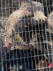 2 X Grys Orpington HAAN & HEN (Per animal to take the lot) - 3