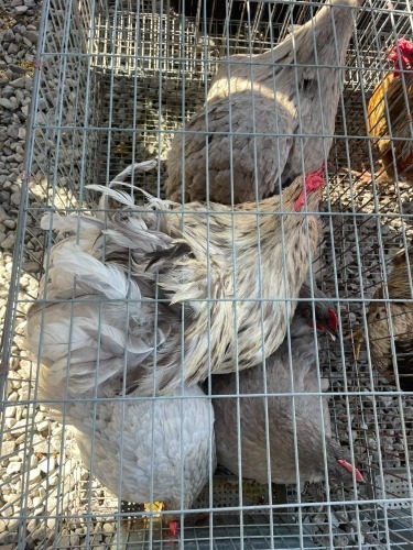 4 X Grys Orpington HAAN & HEN (Per animal to take the lot)