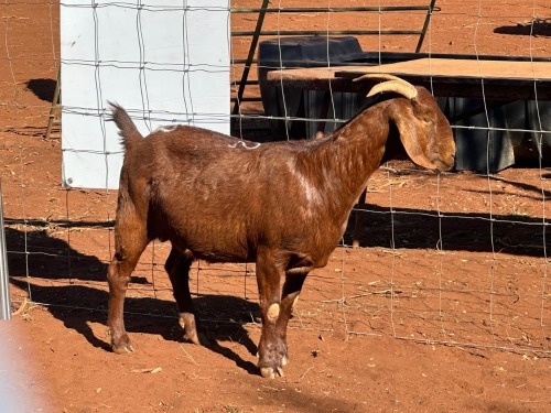 1 X Kalahari Red OOI (Per animal to take the lot)