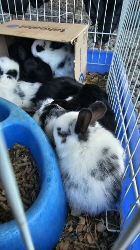 8 X Baba Hasies MANLIK & VROULIK (Per animal to take the lot)