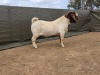 WITHDRAWN - 1 X Boer Bok/Goat Kudde RAM