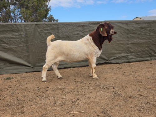 1 X Boer Bok/Goat Stoet RAM
